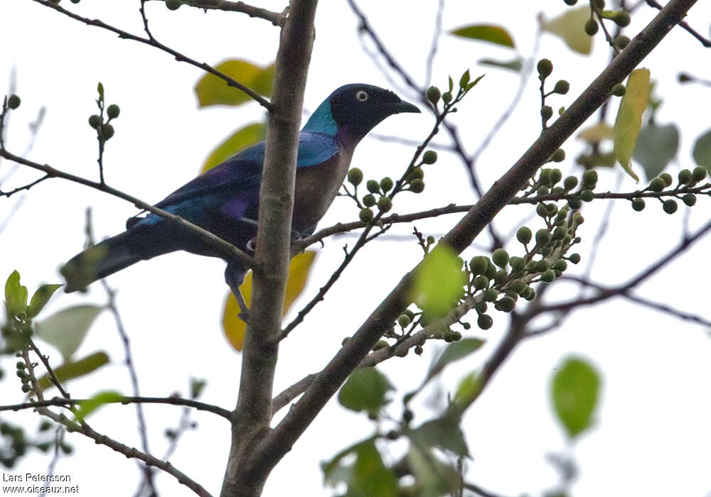 Principe Starlingadult, identification