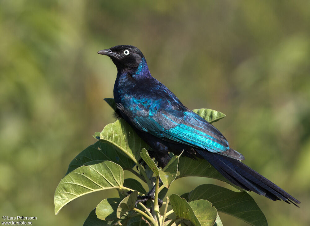 Rüppell's Starling