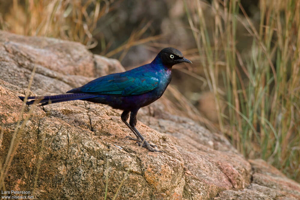 Rüppell's Starlingadult, identification