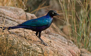 Rüppell's Starling