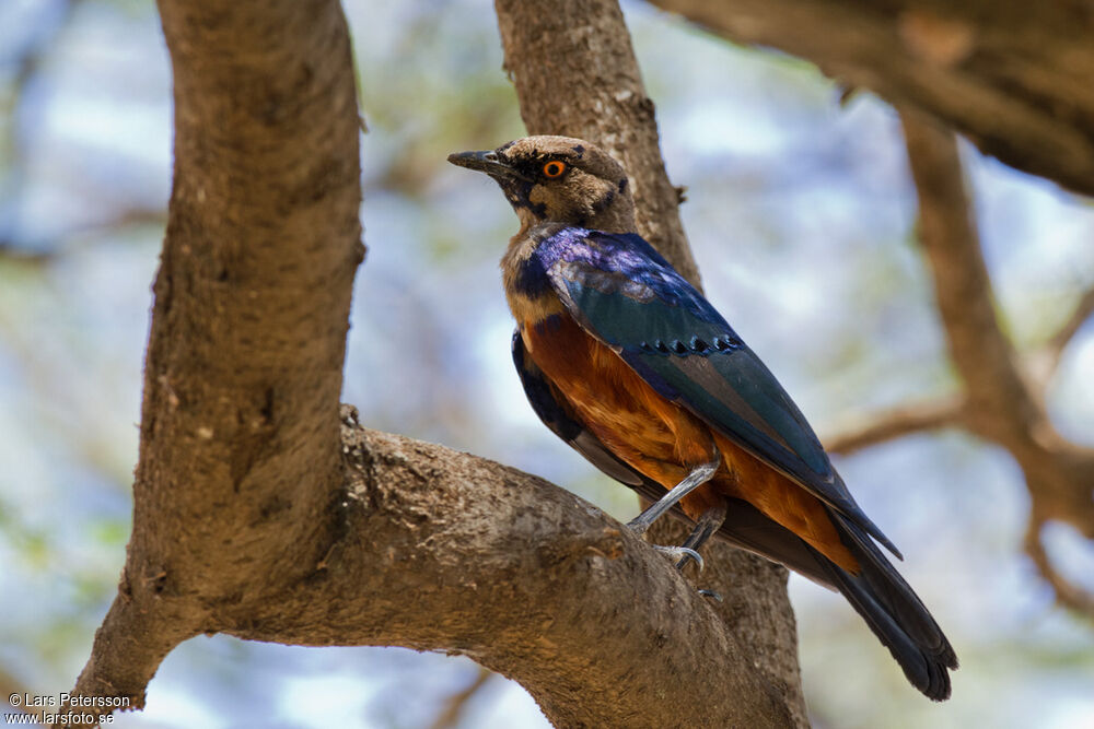 Shelley's Starling