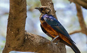 Shelley's Starling