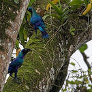 Choucador splendide