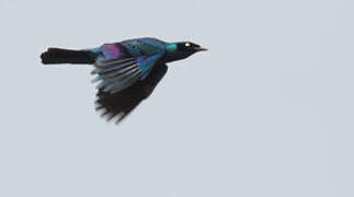 Splendid Starling