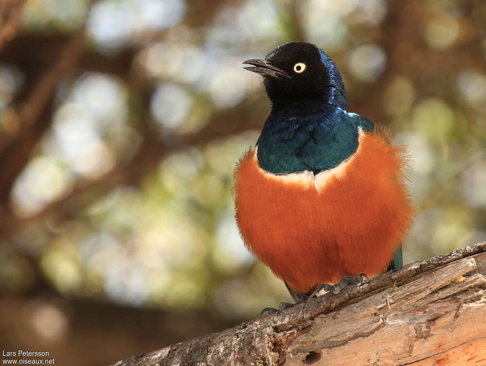 Superb Starlingadult, close-up portrait