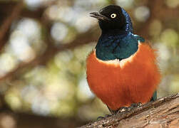 Superb Starling