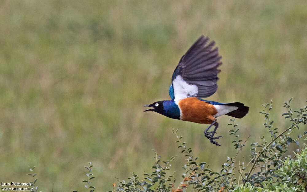 Superb Starlingadult, pigmentation, Flight