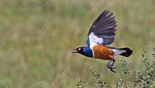 Superb Starling