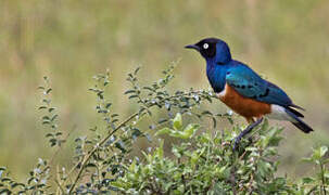 Superb Starling