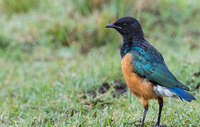 Superb Starling