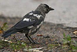 Western Jackdaw