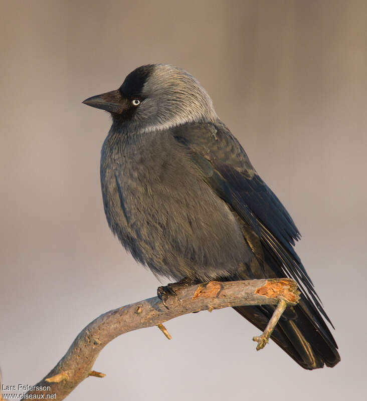 Western Jackdawadult, identification