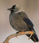 Western Jackdaw