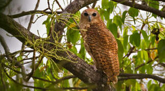 Pel's Fishing Owl