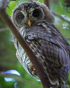 African Wood Owl