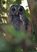 African Wood Owl