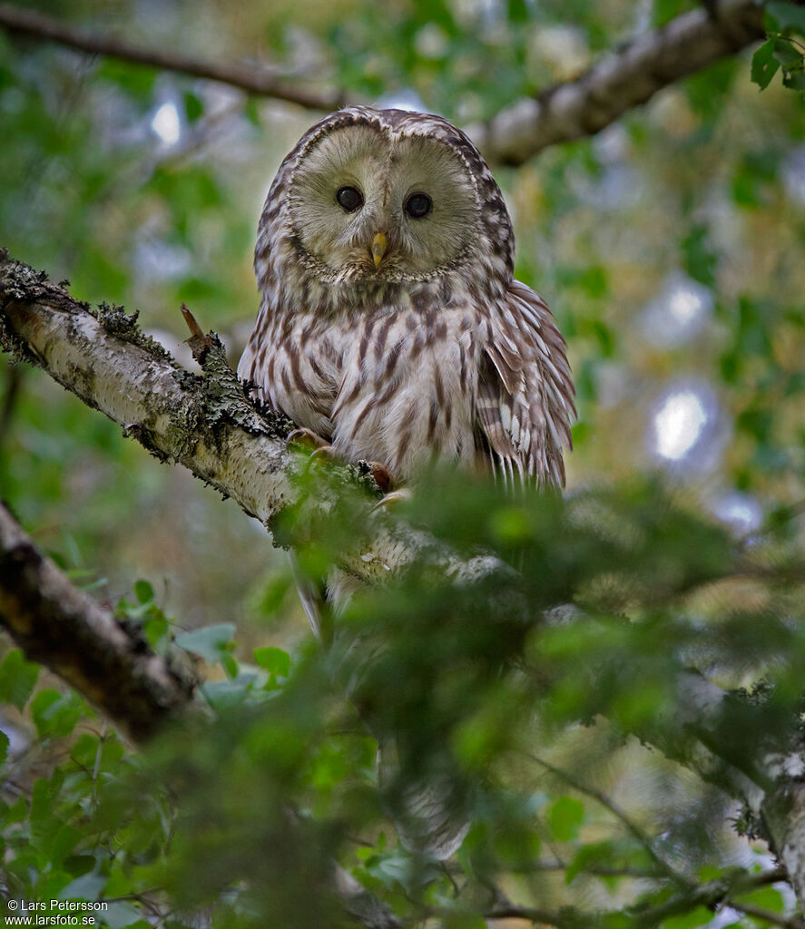 Ural Owl