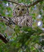 Ural Owl