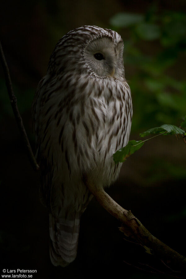 Ural Owl