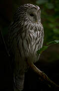 Ural Owl