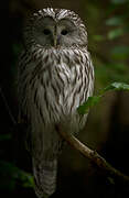 Ural Owl