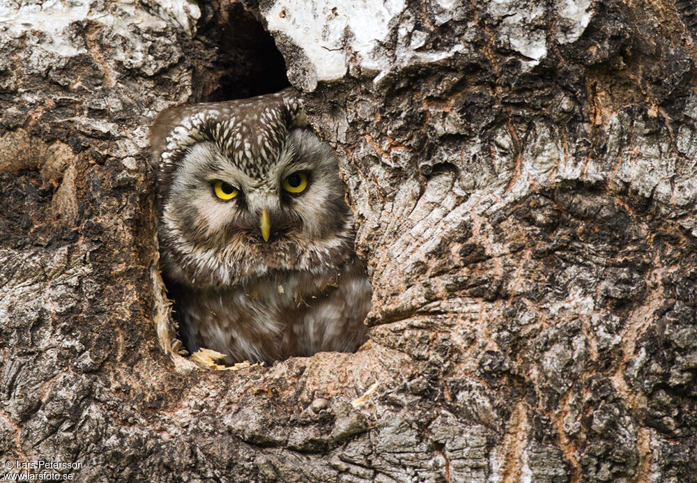 Boreal Owl