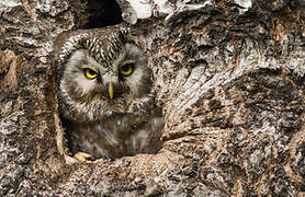 Boreal Owl