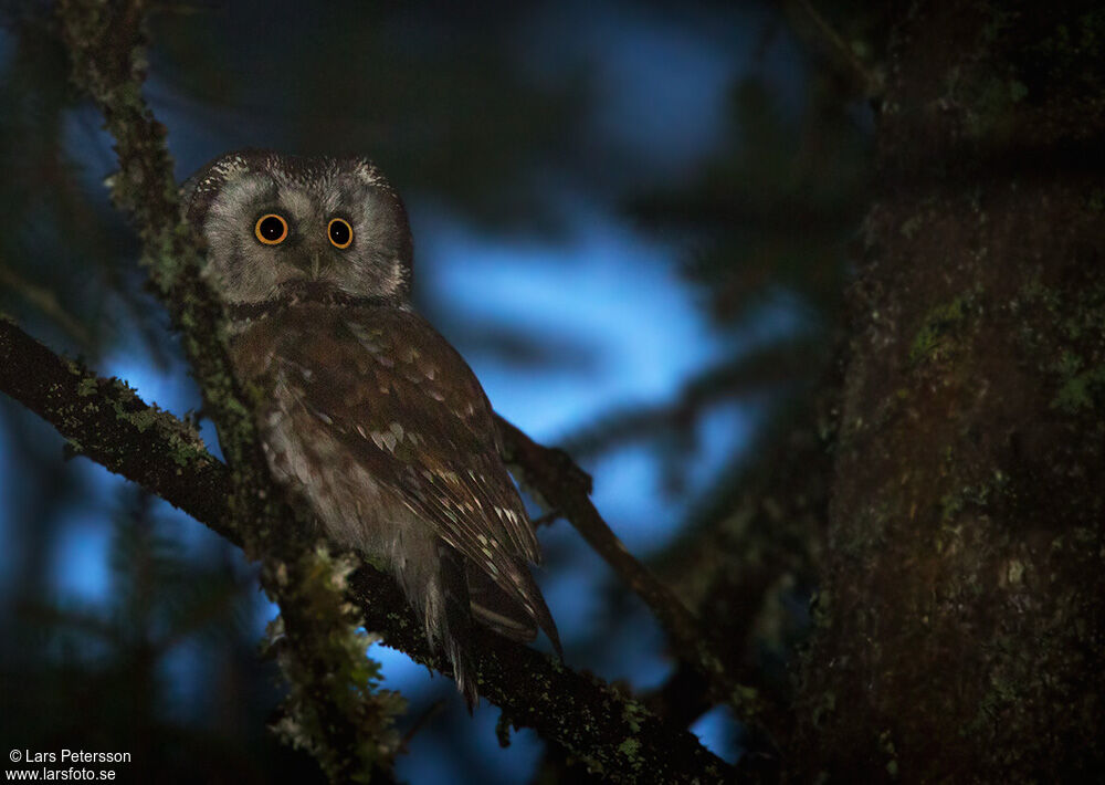 Boreal Owl