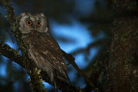 Boreal Owl