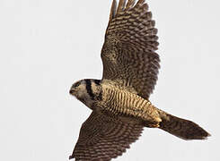 Northern Hawk-Owl