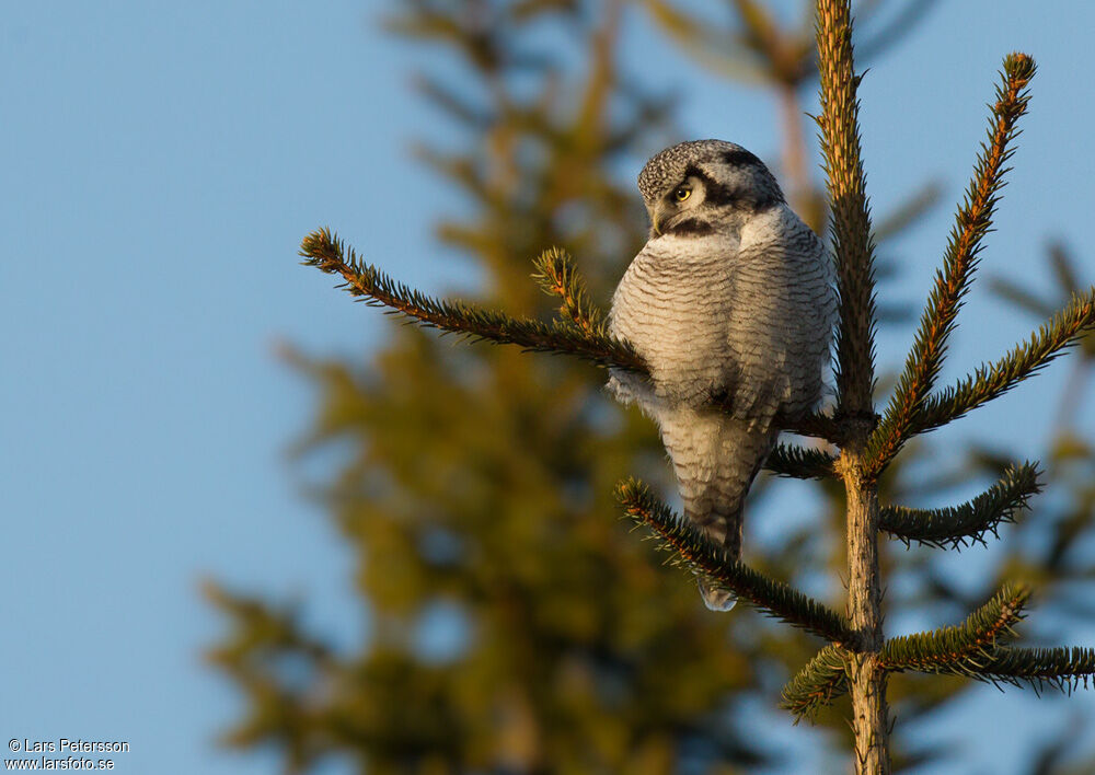 Northern Hawk-Owl