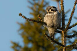 Northern Hawk-Owl