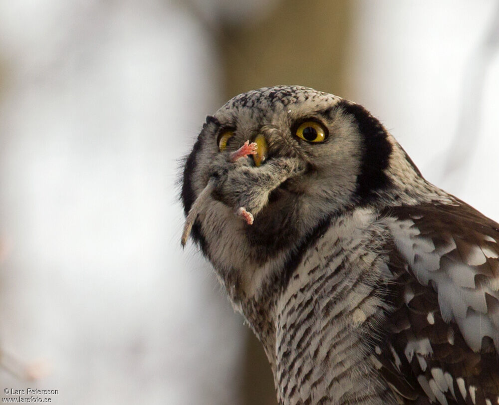 Northern Hawk-Owl