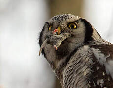 Northern Hawk-Owl