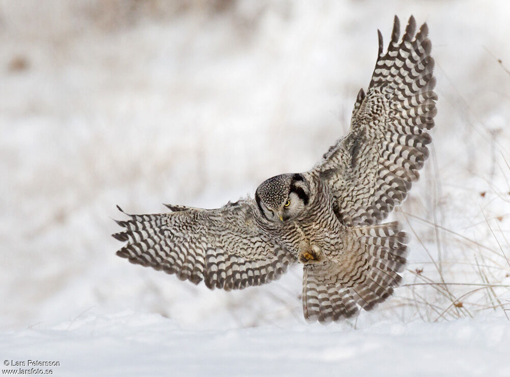 Northern Hawk-Owl