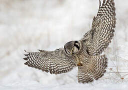 Northern Hawk-Owl