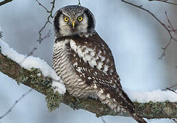 Northern Hawk-Owl