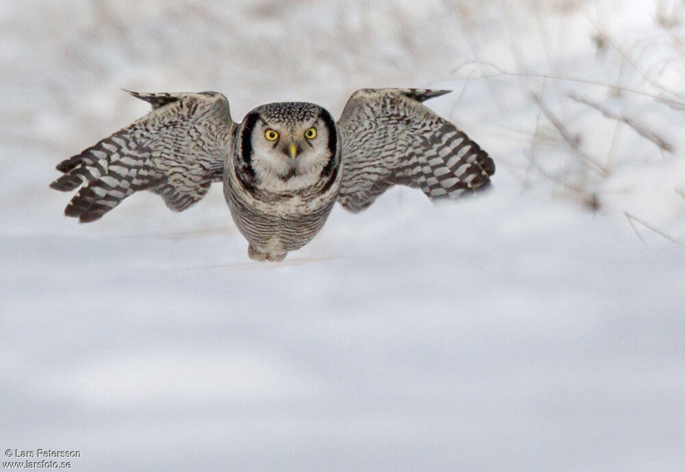 Northern Hawk-Owl