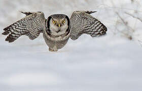 Northern Hawk-Owl