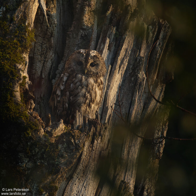 Tawny Owl