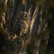 Tawny Owl