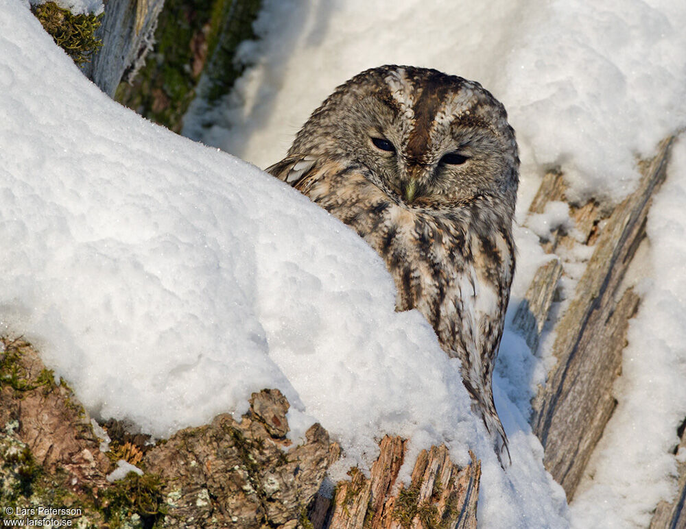 Tawny Owl