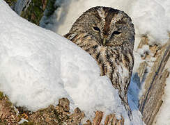 Tawny Owl