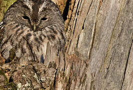 Tawny Owl