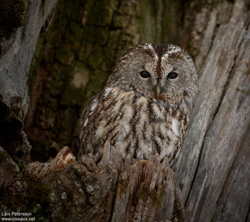 Tawny Owl, habitat, pigmentation, Reproduction-nesting