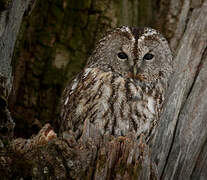 Tawny Owl