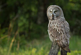 Great Grey Owl