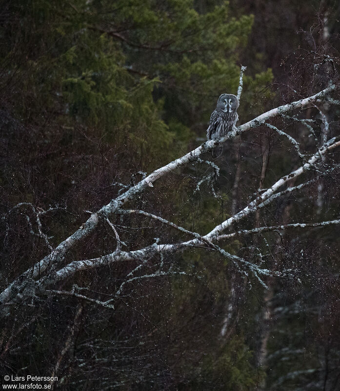 Great Grey Owl