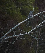 Great Grey Owl