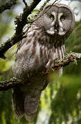 Great Grey Owl